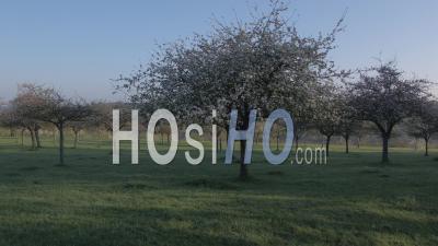 Apple Tree In Cambremer, Normandie - Video Drone Footage