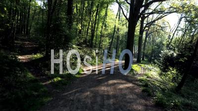 Chemin Forestier Au Lever Du Jour, Vidéo Drone