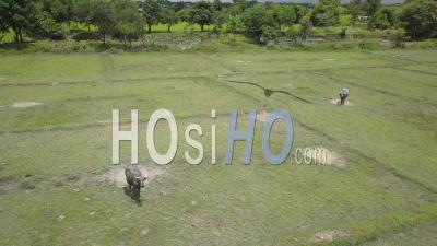 Buffalo In Rice Paddy Of Champassak - Video Drone Footage