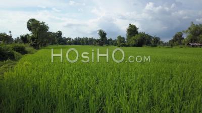 Rice Paddy Along Mekong River - Video Drone Footage