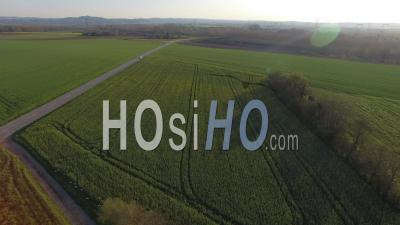 Fields Of Colza In Isere - Video Drone Footage