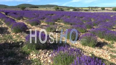 Lavender Fields And Old Stone Barns, Ferrassieres, Drome, France - Video Drone Footage