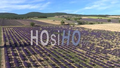 Lavender Fields And Old Stone Barns, Ferrassieres, Drome, France - Video Drone Footage