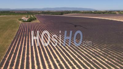 Lavender Fields On The Plateau De Valensole In Summer, Provence, South Of France - Video Drone Footage
