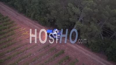 Vineyard Picking Vehicle Harvesting Grapes In The Early Morning, Trets, Rhone Region, France - Video Drone Footage
