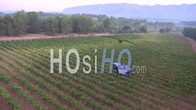 Vineyard Picking Vehicle Harvesting Grapes In The Early Morning, Trets, Rhone Region, France - Video Drone Footage