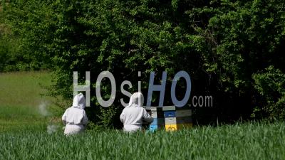 Beekeepers Harvesting Honey From Hives - Ground Footage