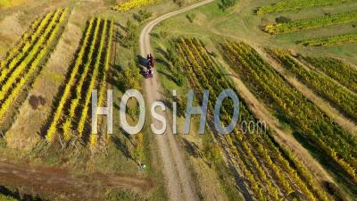Horse Driven Cart, Carriage Transporting Tourists In A Vineyard - Video Drone Footage