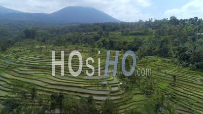Rice Paddy On Bali Indonesia - Video Drone Footage