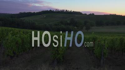 Sunrise Landscape Vineyard, Bordeaux Wineyard In Summer