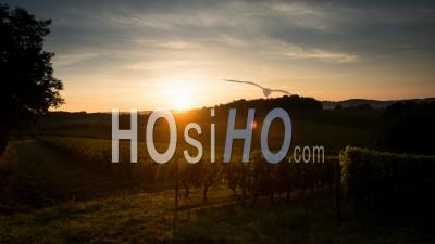 Sunrise Vineyard In Mist, Bordeaux Vineyard In Summer