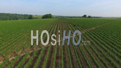 Aerial View Of Hampshire Countryside And Hambledon Vineyard Uk - Video Drone Footage