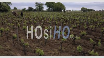 Horse Working In Vineyards Of Saint Emilion, Video Drone Footage