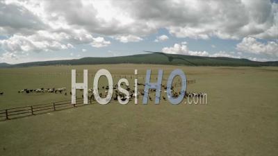 Livestock Grazing On The Grasslands Of Mongolia - Video Drone Footage
