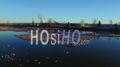 Bûches De Bois Sur Le Fleuve Fraser. Industrie Forestière De La Colombie-Britannique. - Vidéo Drone