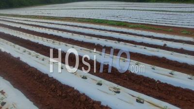 Young Tomato Plants Covered For Protection And Irrigation Control - Video Drone Footage