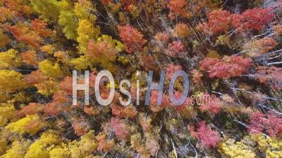 Couleurs D'automne D'une Forêt Automnale- Vidéo Drone