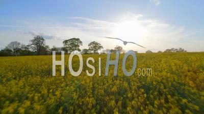 Blooming Yellow Flowers Of Rapeseed Farm England - Video Drone Footage