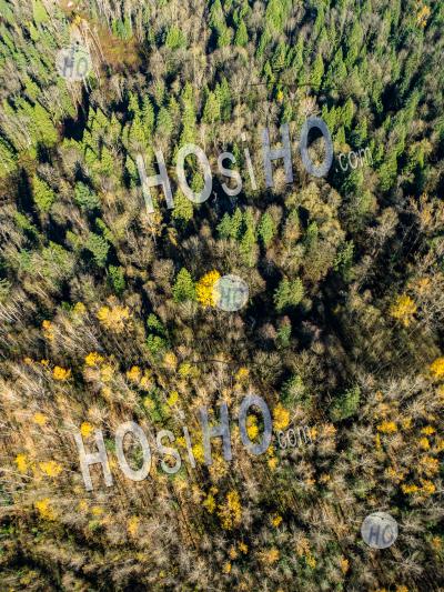 Arbres D'automne Maple Ridge - Photographie Aérienne