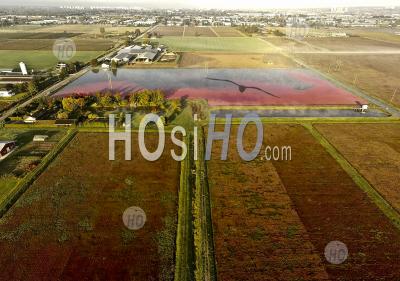 Cranberry Farm Fields At Harvest Richmond Bc - Aerial Photography