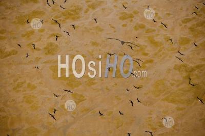 Oiseaux Frigate Take Over Vol Low Tide Mud Flat Guyana. - Photographie Aérienne