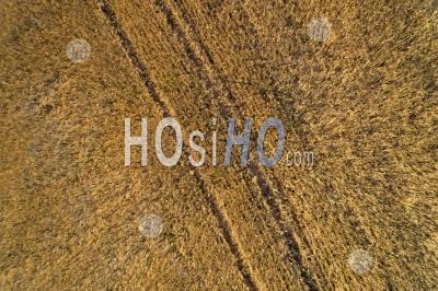 Wheat Field In Summer (aerial View) - Photographie Aérienne