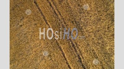 Wheat Field In Summer (aerial View) - Photographie Aérienne