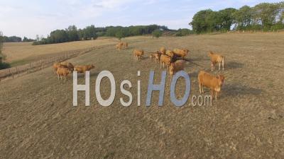 Vaches Dans Les Champs, Corrèze - Vidéo Drone