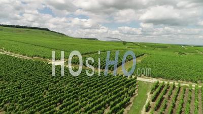 Vines Of Champagne, Video Drone Footage