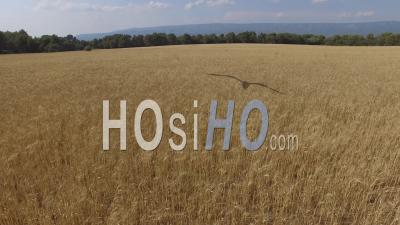 Wheat Fields In Cazan - Video Drone Footage