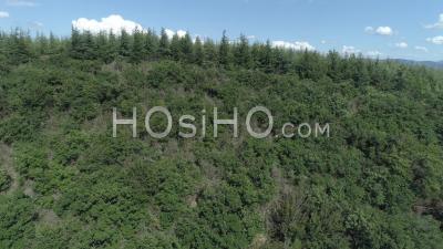 Forest In Marsanne Hills - Video Drone Footage