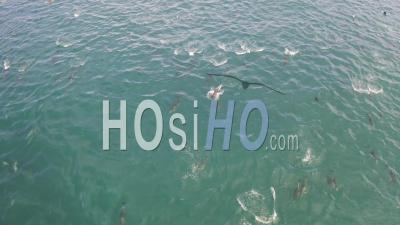 Enormous Pod Of Dolphins And Seals - Video Drone Footage
