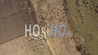 Troupeau De Moutons Paissant Au Printemps - Vidéo Drone