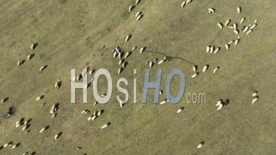Troupeau De Moutons Paissant Au Printemps - Vidéo Drone