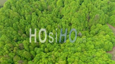 Drone Point De Vue D'une Forêt De Hêtres Verts