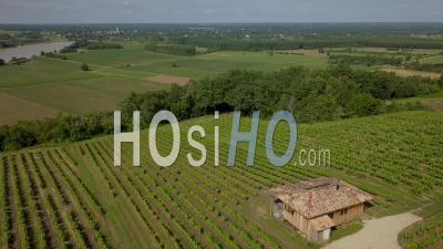 Hut In The Vineyards Fields And Garonne River From The Top, Bordeaux Vineyard, Tabanac