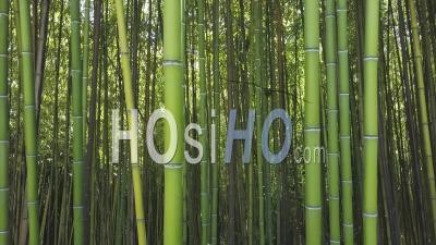 Bamboo Forest, Video Drone Footage