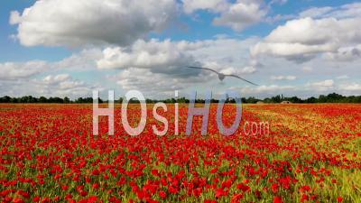 Poppy Field, Milton, Cambridgeshire Filmed By Video Drone Footage