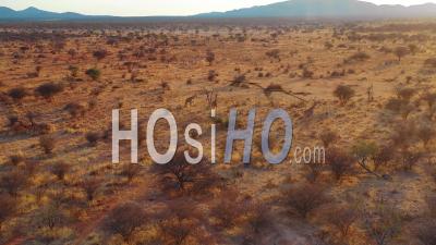 Vue Aérienne D'un Groupe De Girafes - Vidéo Drone Dans La Savanne Lors D'un Safari Au Parc Erindi, Namibie