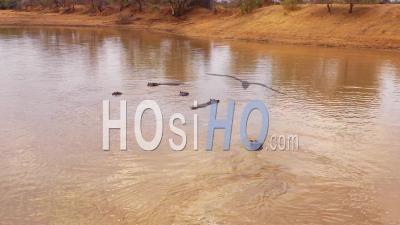 Vue Aérienne Sur Un Point D'eau Avec Un Groupe D'hippopotames Se Baignant Dans Le Parc Erindi, Namibie, Afrique - Vidéo Drone