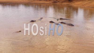 Vue Aérienne Sur Un Point D'eau Avec Un Groupe D'hippopotames Se Baignant Dans Le Parc Erindi, Namibie, Afrique - Vidéo Drone
