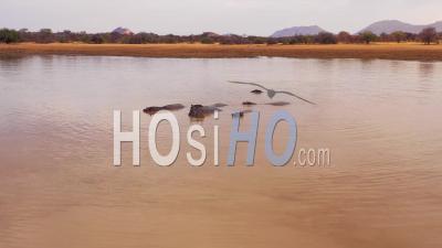 Aerial View Over A Watering Hole With A Group Of Hippos Bathing In Erindi Park, Namibia, Africa - Video Drone Footage
