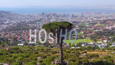 Aerial View Over Skyline Of Downtown Cape Town, South Africa From Hillside With Acacia Tree In Foreground - Video Drone Footage