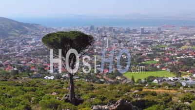 Aerial View Over Skyline Of Downtown Cape Town, South Africa From Hillside With Acacia Tree In Foreground - Video Drone Footage