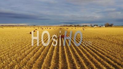 Vue Aérienne Par Drone Sur Les Champs De La Ferme Avec Des Vaches Au Crépuscule Dans Le Nebraska Rural