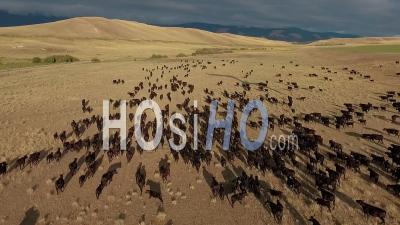 Vue Aérienne D'un Troupeau De Bétail Sur Les Plaines Du Montana - Vidéo Drone