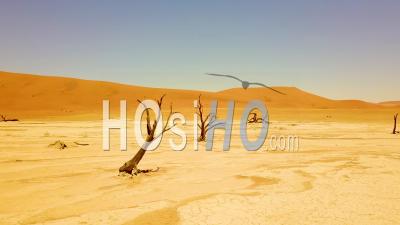 Vue Aérienne Autour Des Arbres Morts Dans Les Dunes De Sable Du Désert De Sossusvlei Dans Le Désert Du Namib, Namibie, Afrique - Vidéo Drone
