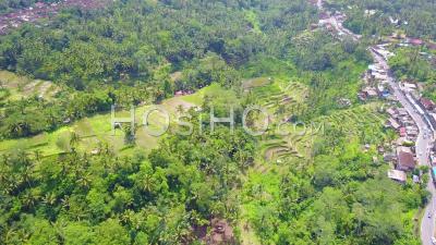 Vue Aérienne Sur De Vastes Rizières En Terrasses Près D'ubud, Bali, Indonésie -Vidéo Drone