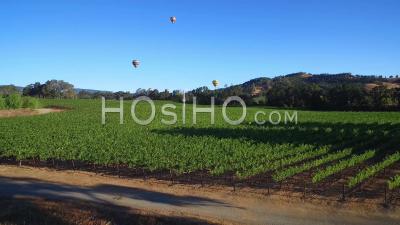 Vue Aérienne Sur Les Rangées De Vignes Dans Le Comté De Sonoma En Californie Du Nord Avec Des Montgolfières à Distance - Vidéo Drone