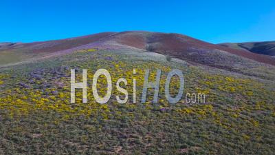 Aerial View Over Vast Fields Of Poppies And Yellow Wildflowers In California - Video Drone Footage